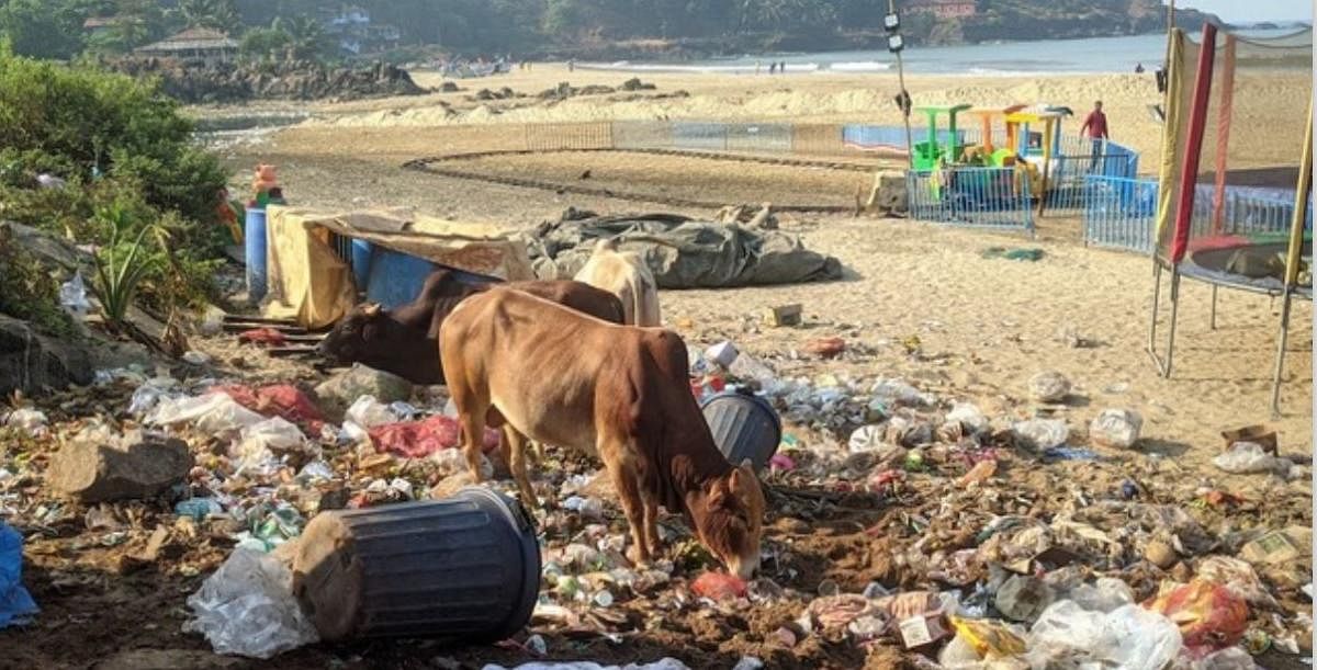 Cattle graze through garbage on a beach in Gokarna. Credit: Special Arrangement