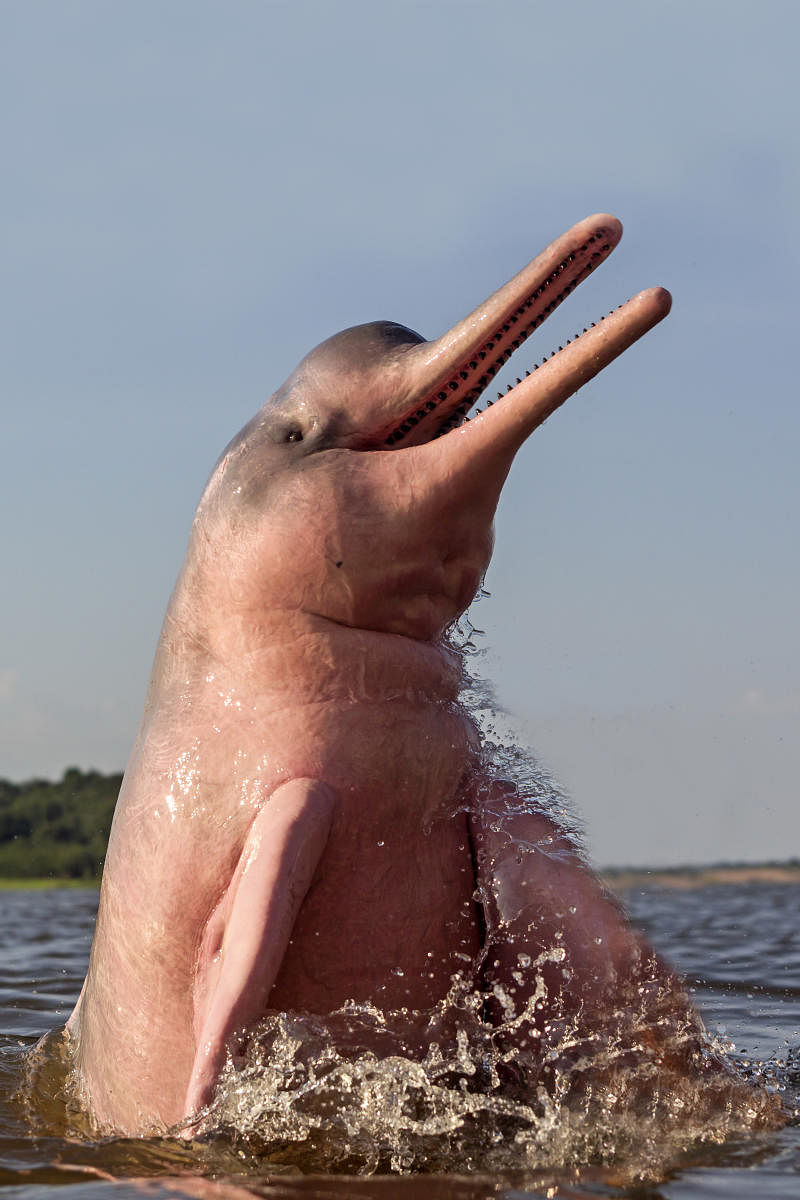 Amazon river dolphin. Credit: Special arrangement