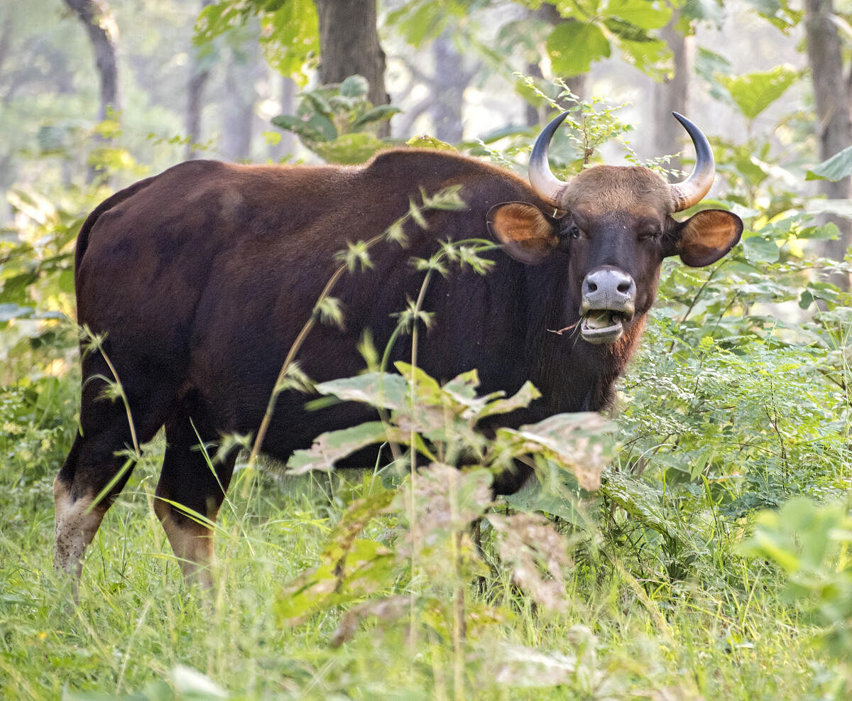 A gaur peers out of the bush in Bori.