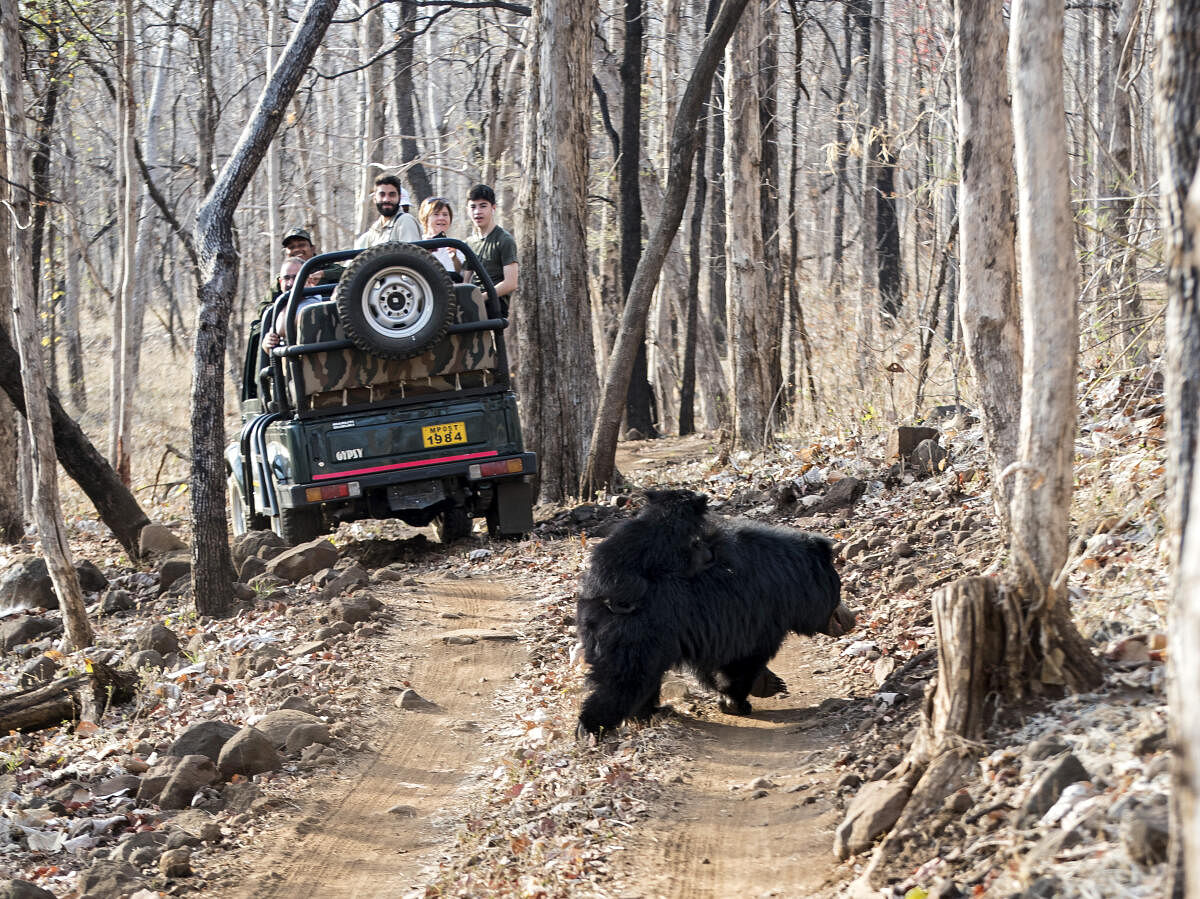 A sloth bear crosses the safari trail in Bori