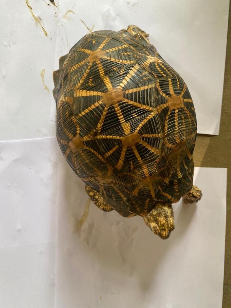 The rescued star turtle.