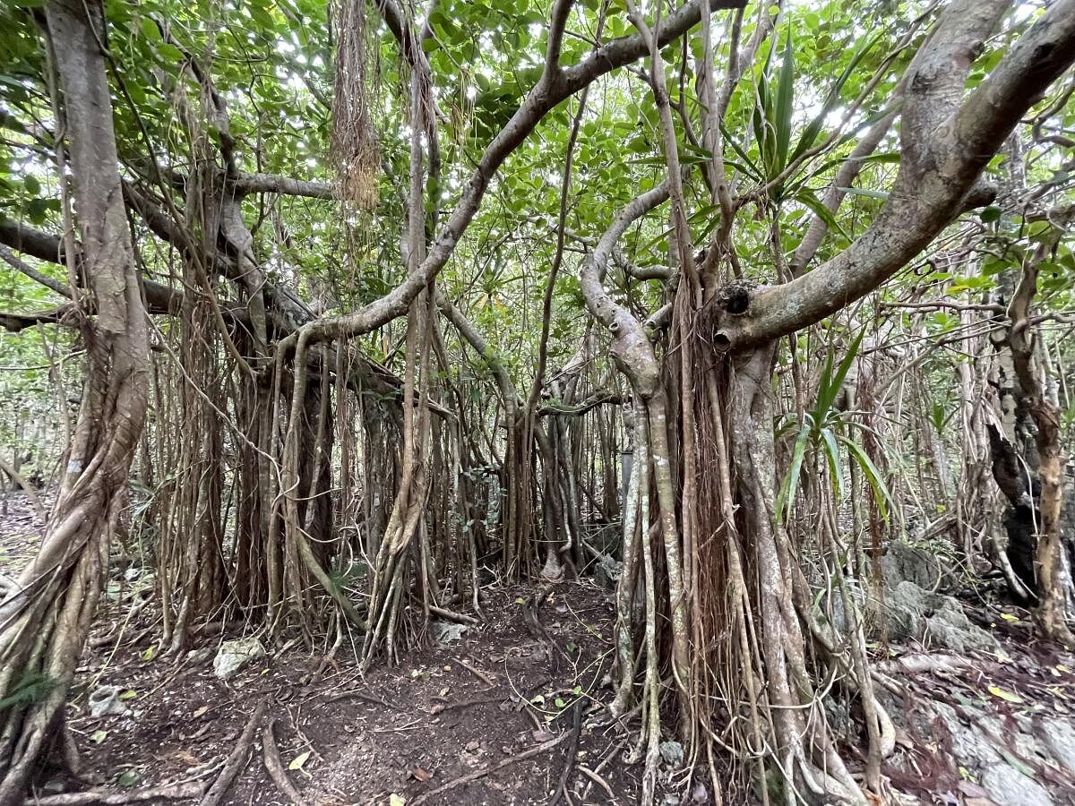 The wooded forests with endemic and native species.