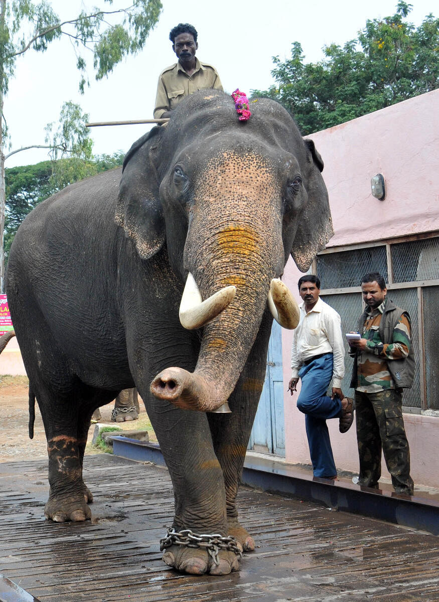 Dasara elephant Balarama weighs 4630 kg at weighing bridge on Dhanvantri Road in Mysore on Saturday