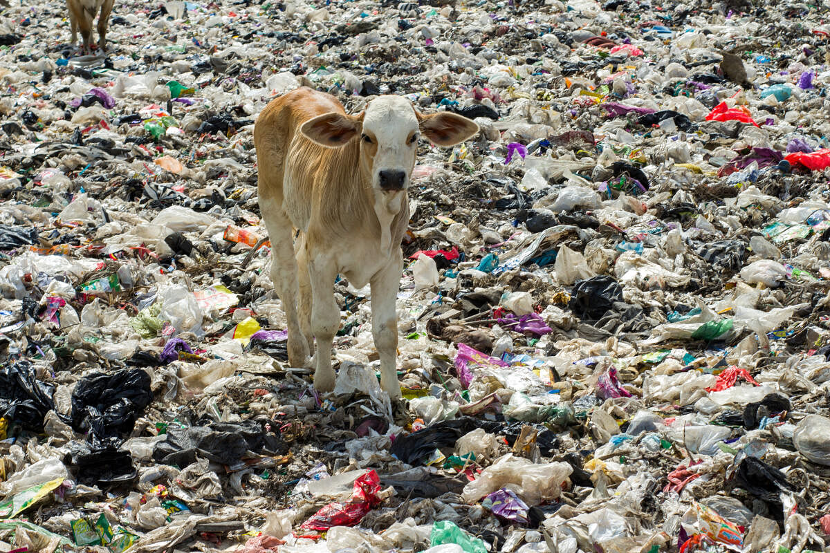 The cows in the municipal garbage shelter at piyungan landfill, Yogyakarta Indonesia