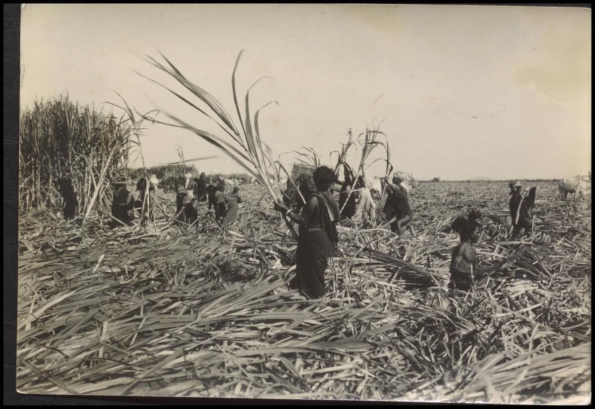 Photos from the NCBS archives of growers in their fields.  Photo courtesy: Archives at NCBS