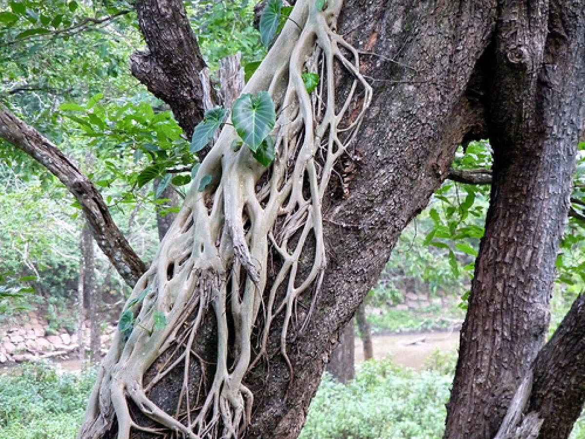 Strangler fig tree. Photo courtesy: Wikimedia Commons