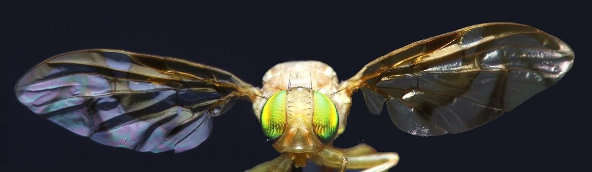 Mexican fruit fly