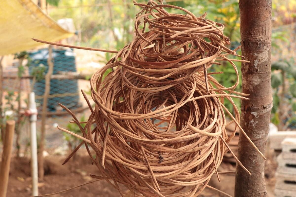 The twine used for weaving baskets. 