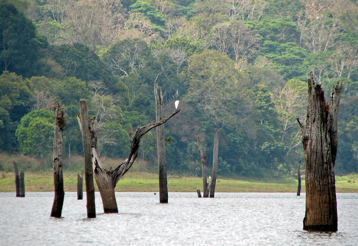 Submerged trees in Mullaperiyar Dam.