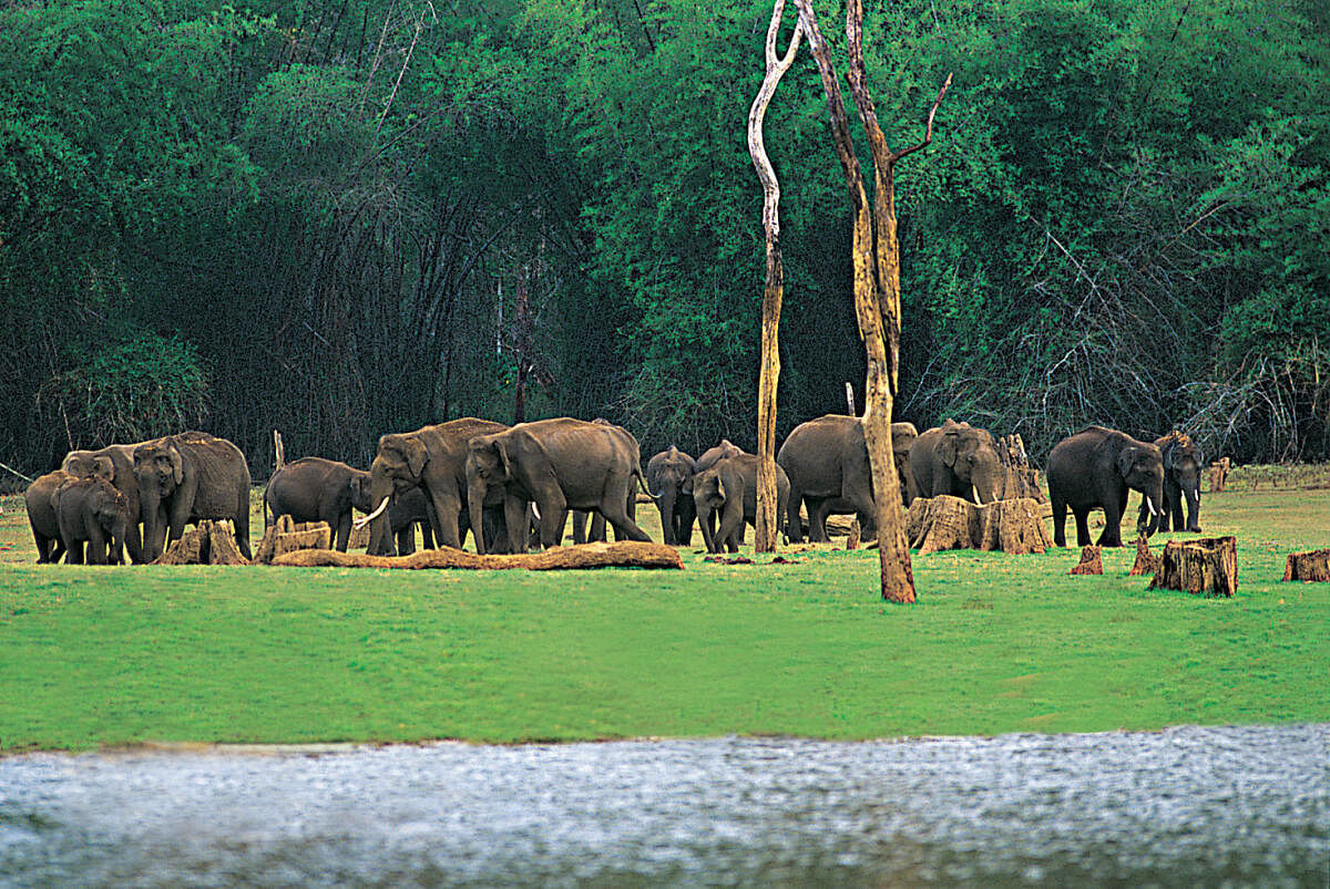 Elephants in Thekkady. PHOTOS COURTESY WIKIPEDIA
