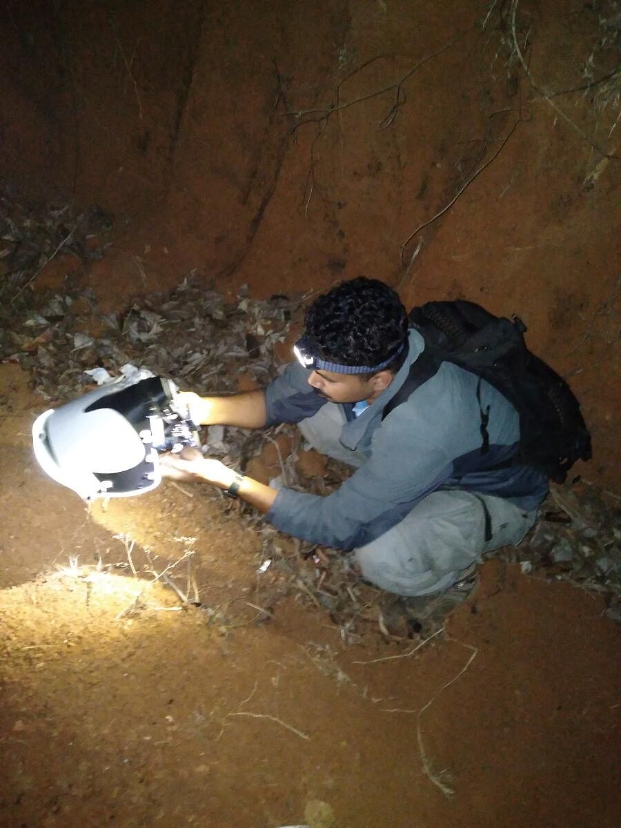 Gururaj documents the lesser Goa mustard tarantula.