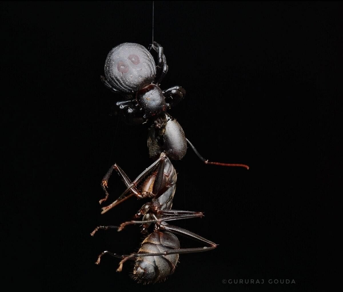 The Stiphropus spider feeding on an ant.