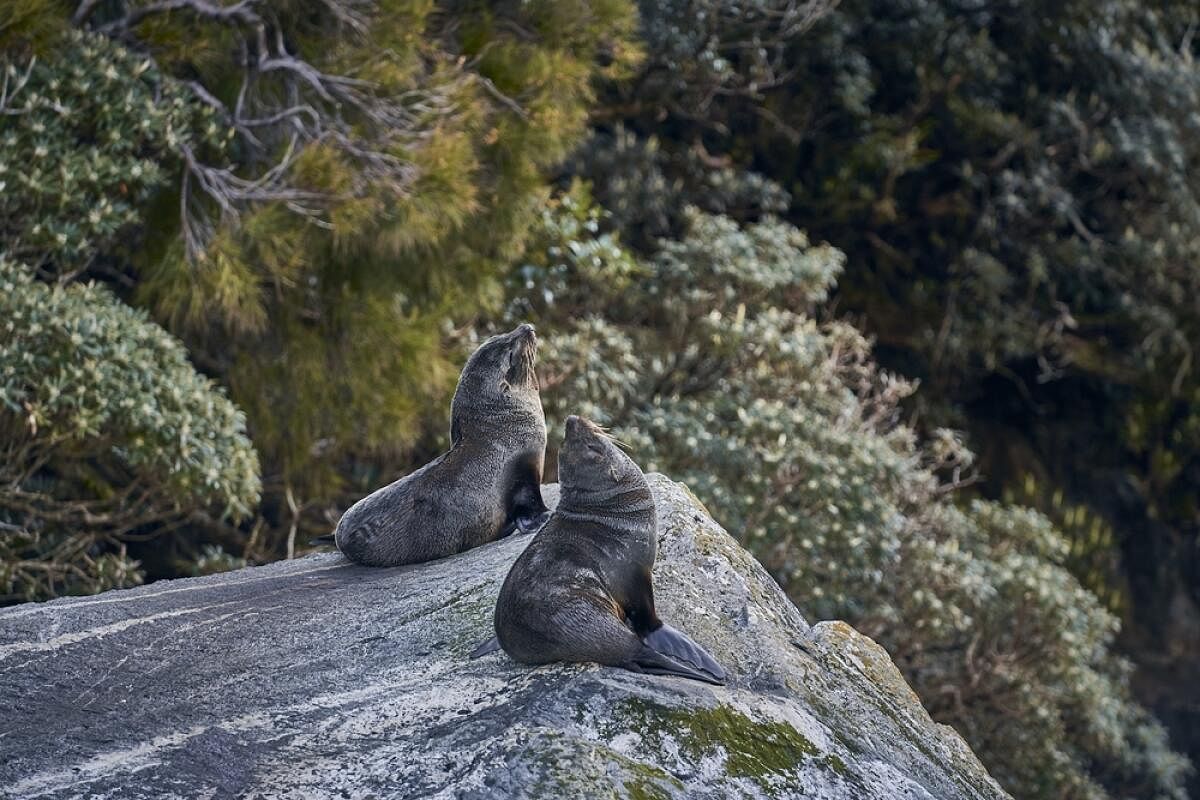 Seals can often be seen basking in the sun near Mitre Peak. PHOTOS BY AUTHOR