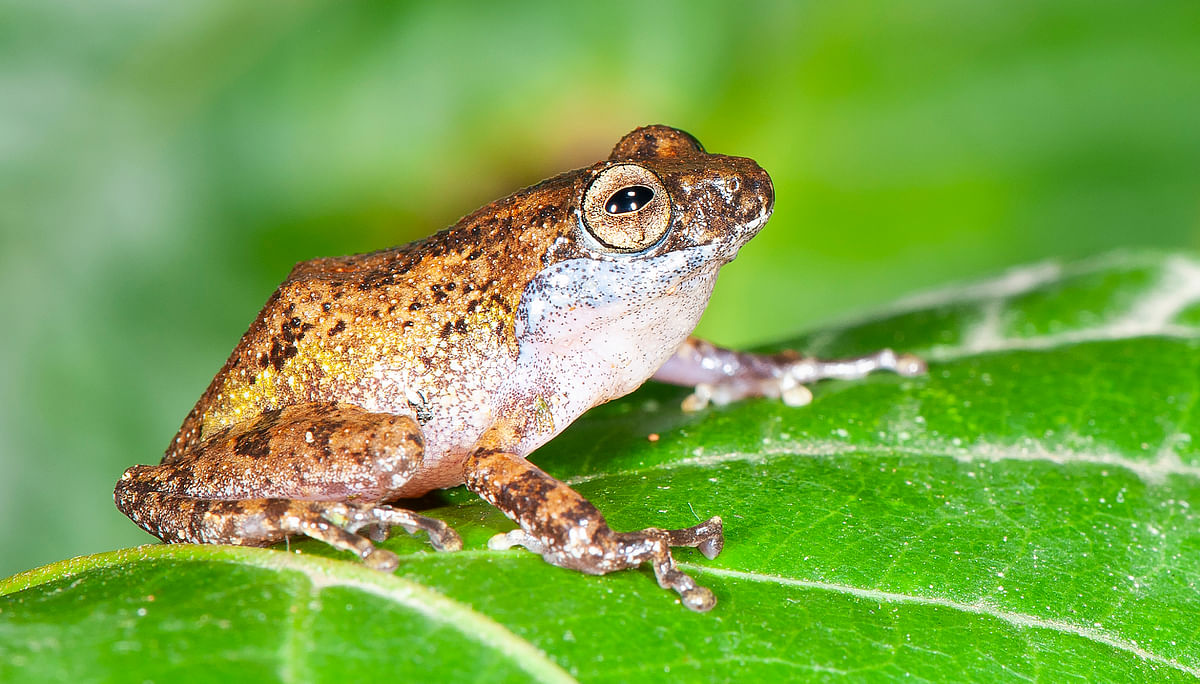 Raorchestes vellikkannan.