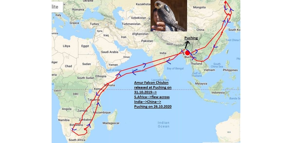 Routes taken by Amur Falcon birds. Credit: Manipur forest department