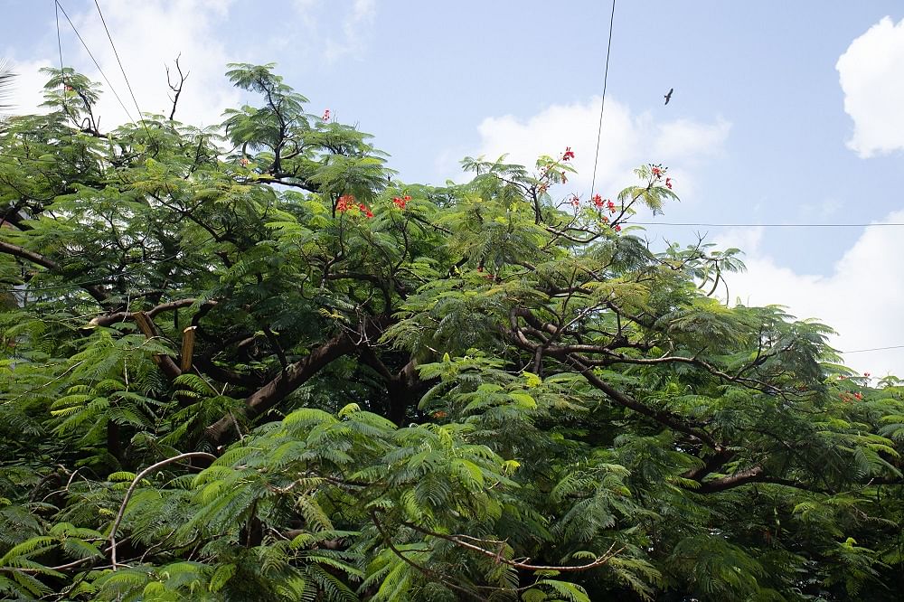 Myflower tree at Jayanagar (Photo by Vijay Raj)