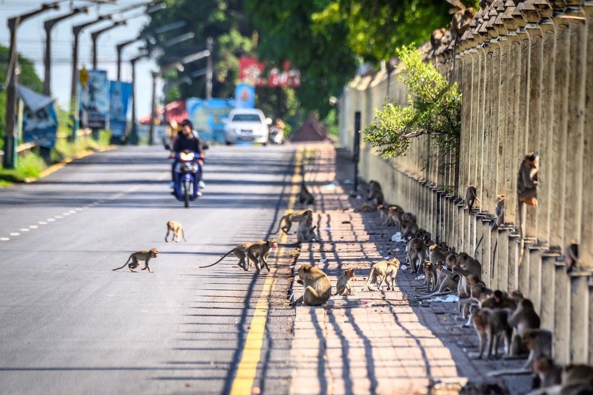 A man rides a motorbike on a street full of longtail macaques in the town of Lopburi, some 155 km north of Bangkok. Representative Image. Credit: AFP