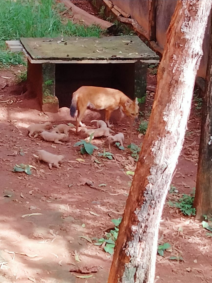 A Dhole with her pups at Pilikula Biological Park. Credit: Special Arrangement