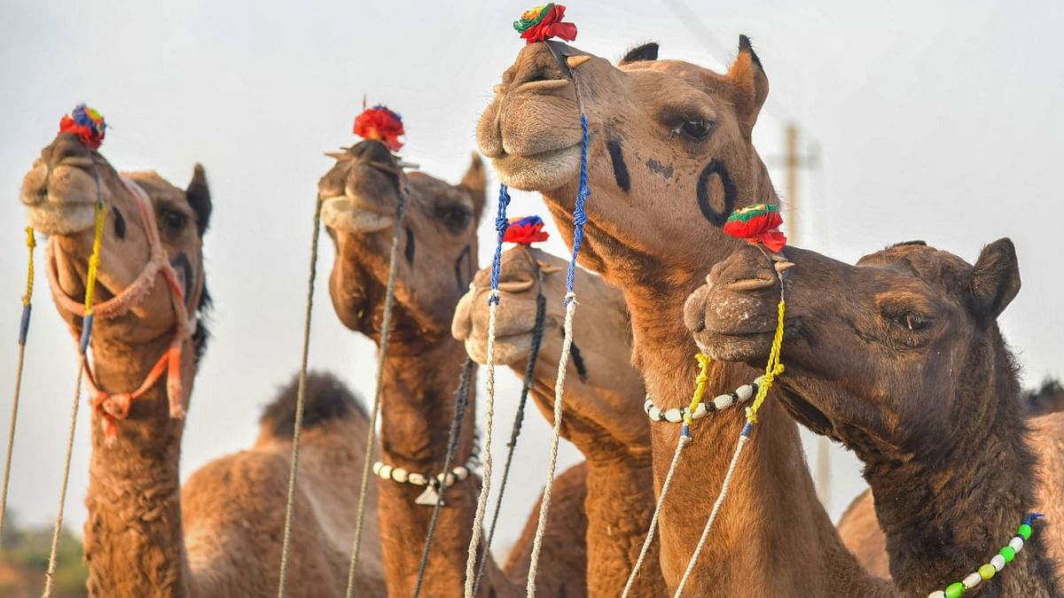 The fair is the only time of the year when camel breeders can earn cash income.
