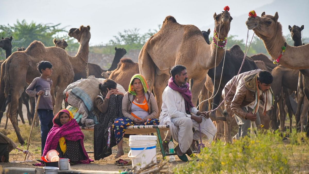 The camels are mostly purchased by people from Gujarat, Rajasthan and Madhya Pradesh.