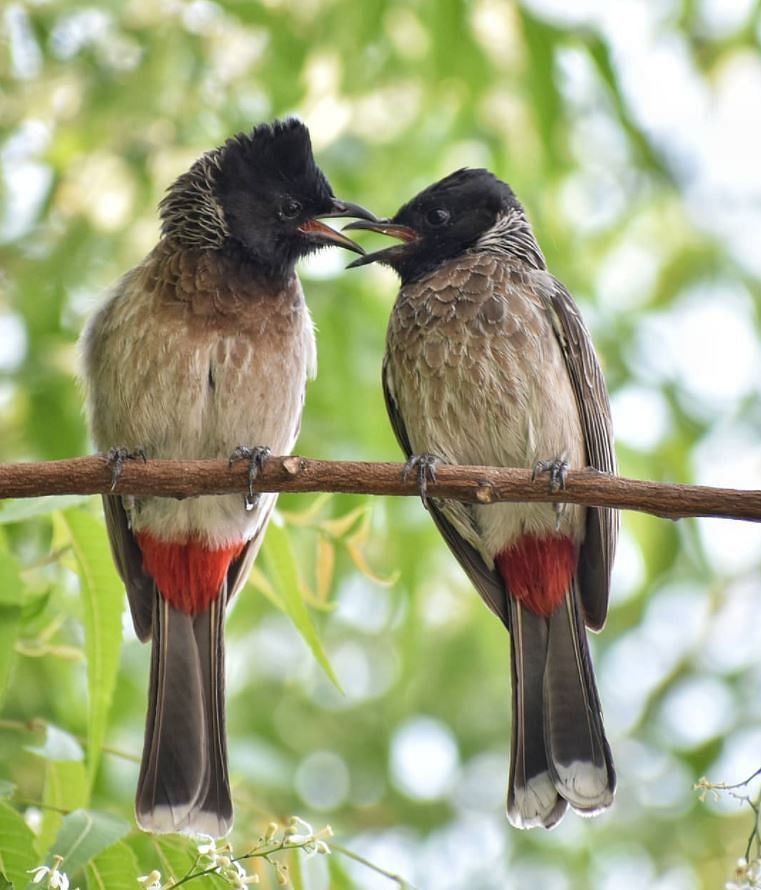 Red-vented bulbul. Credit: Zoya Thomas Lobo