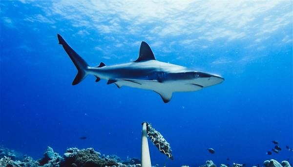A Grey Reef Shark in Australia. Credit: AFP