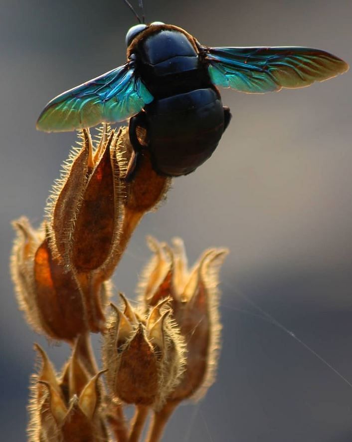 A photograph of a tropical carpenter bee. Credit Zoya Thomas Lobo