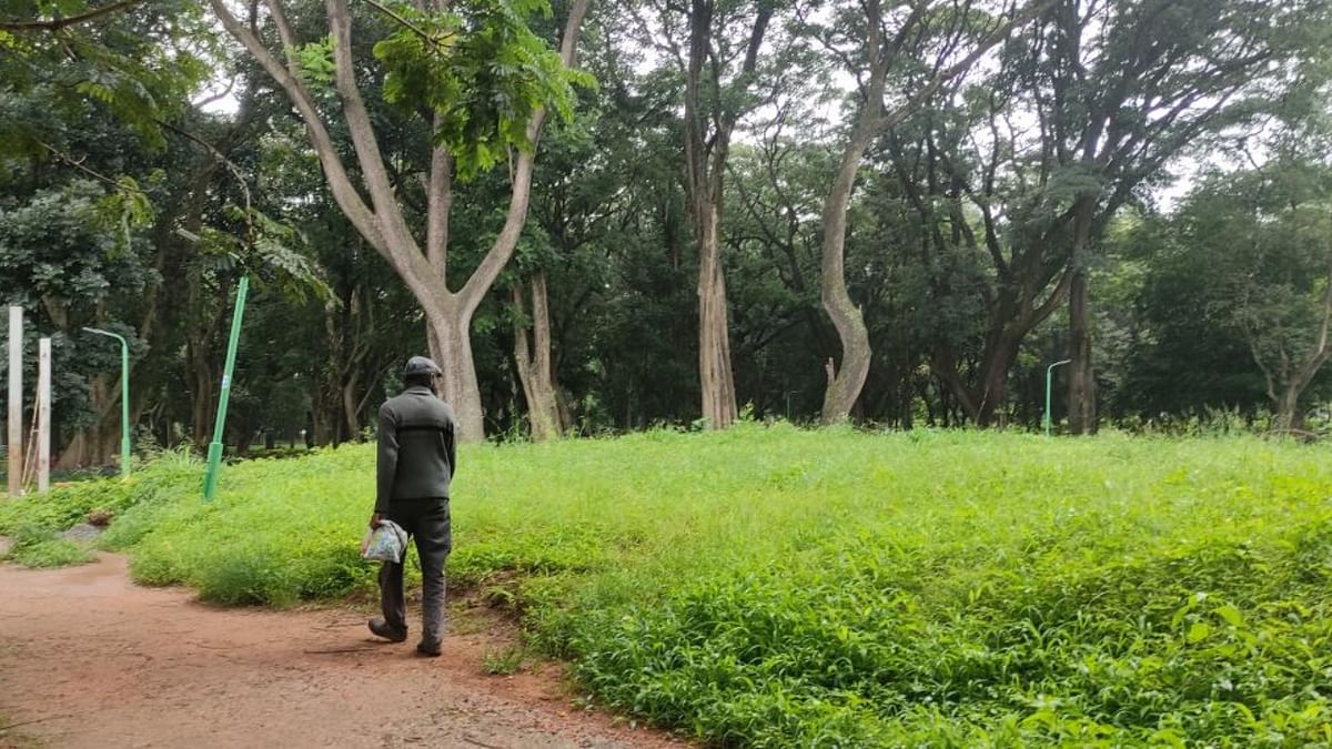 At Cubbon Park, if you look closely, you can find ‘pulsakku’ and joyweed.