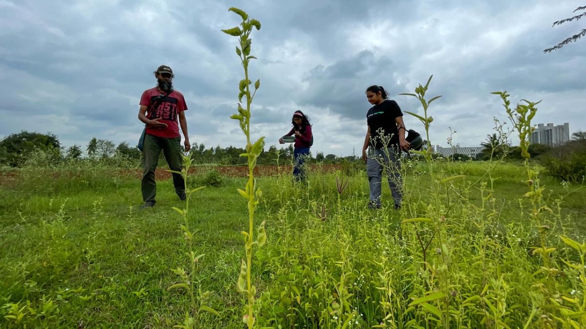 We went back to B Hosahalli to look for greens for a winding-up lunch. Neelima Ramesh (in black T-shirt), a volunteer on Suresh’s farm, joined us.