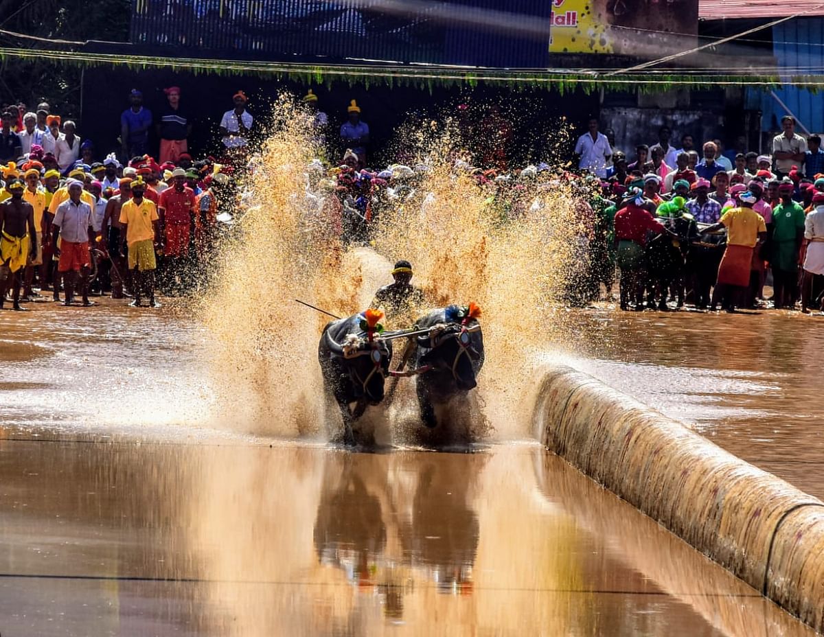 A pair of buffalos take part in the race as a part of the 12th annual Koti-Chennaya jodukere Kambala in Moodbidri on Wednesday. DH Photo