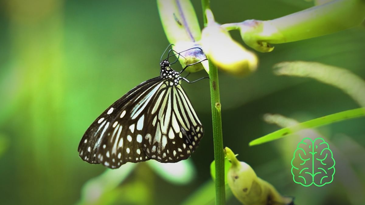 Ecologic | Migratory Butterflies on the Move!