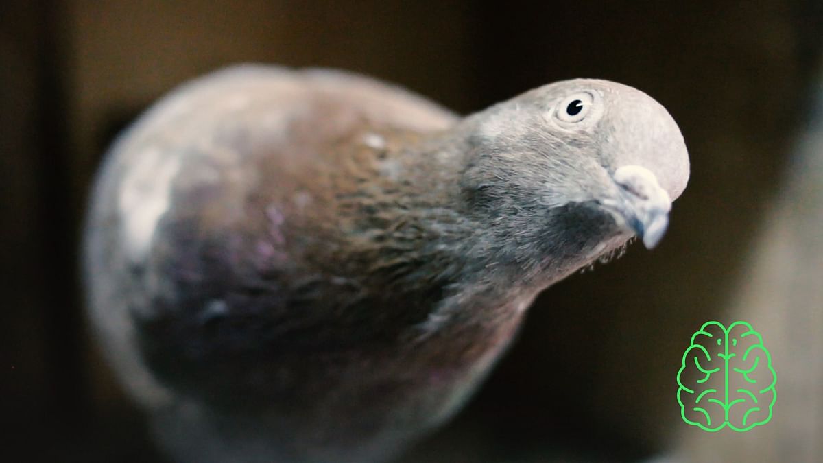 Do pigeons spread diseases or are they misunderstood?