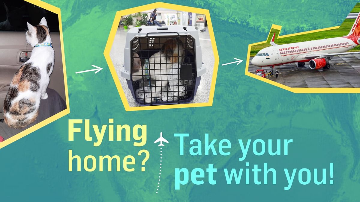 What it takes to fly Air India with your pet