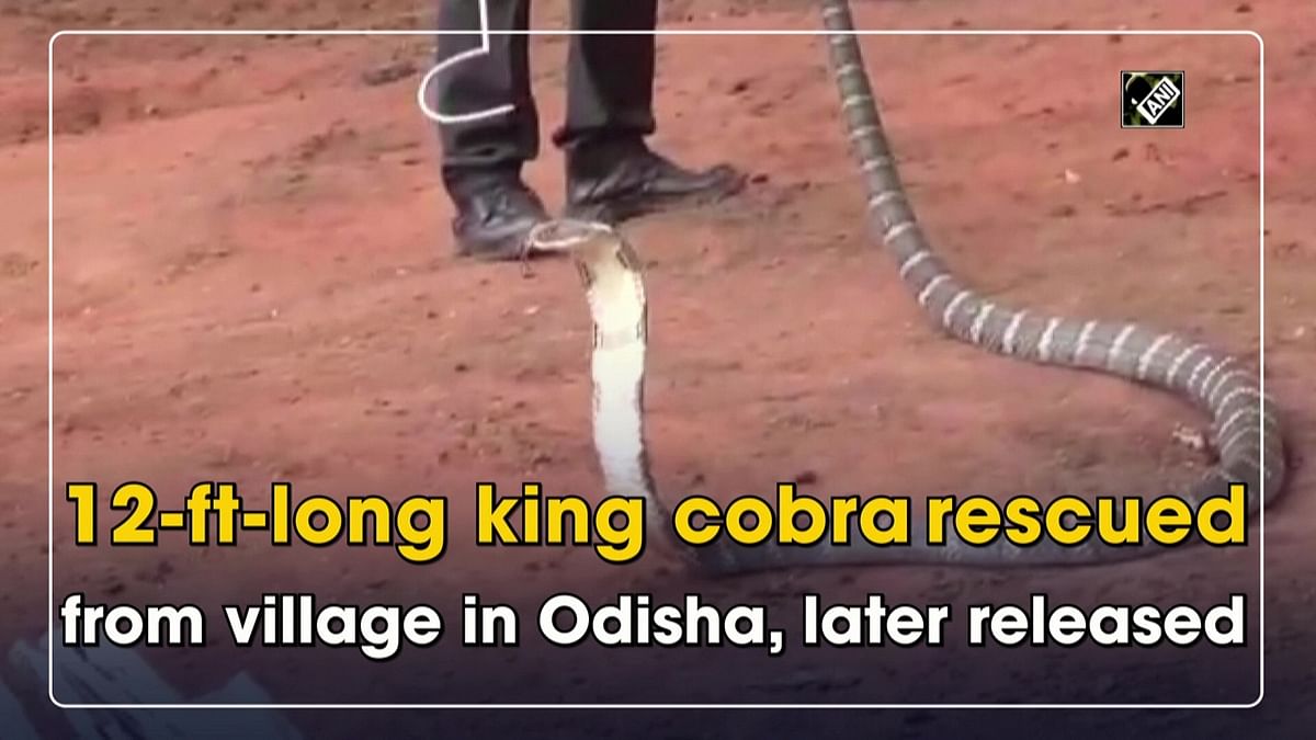 12-ft-long king cobra rescued from village in Odisha