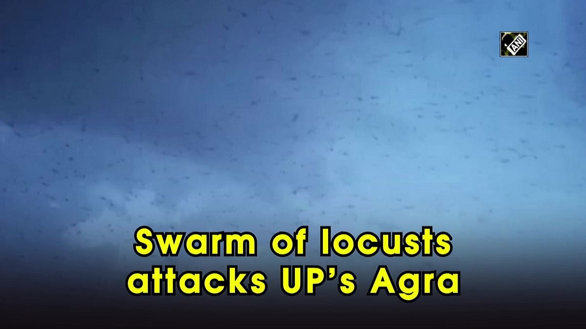 Swarm of locusts attacks UP’s Agra