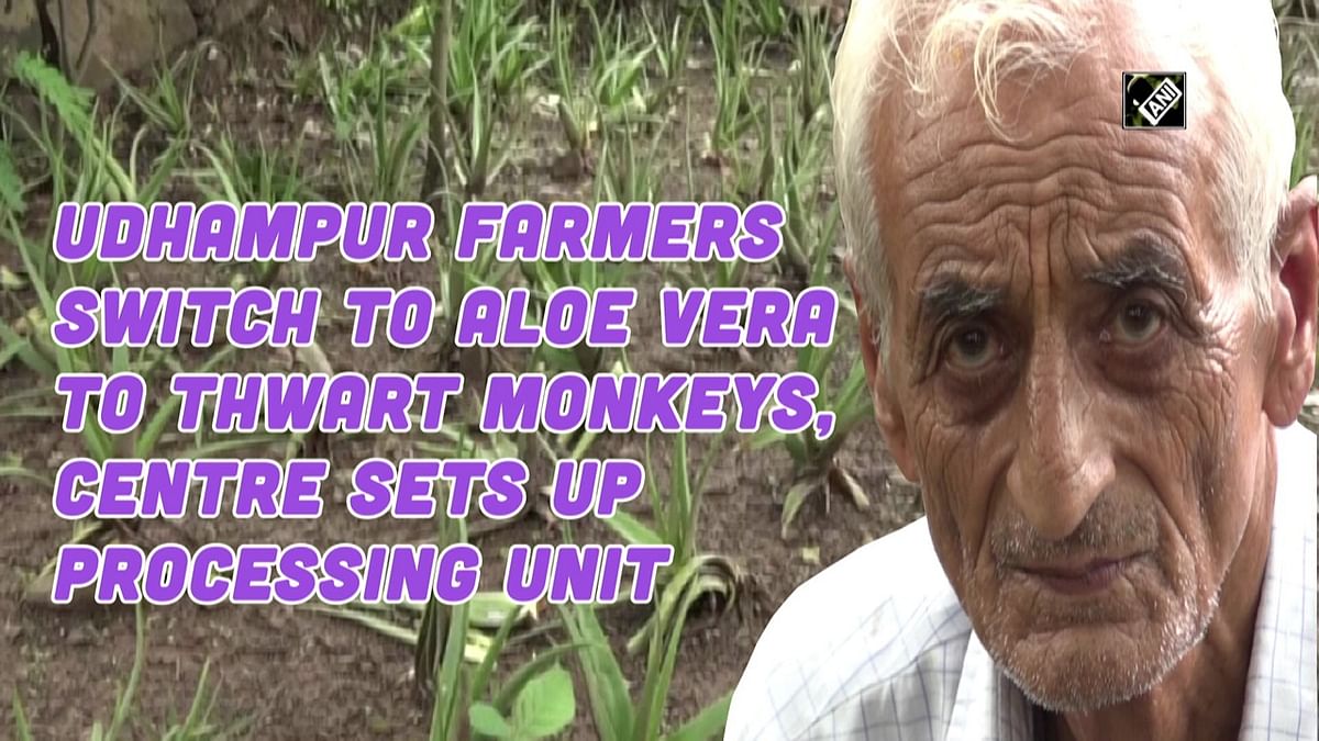 Udhampur farmers switch to aloe vera to thwart monkeys
