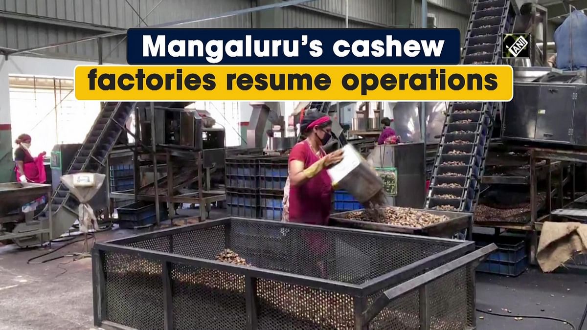 Mangaluru’s cashew factories resume operations