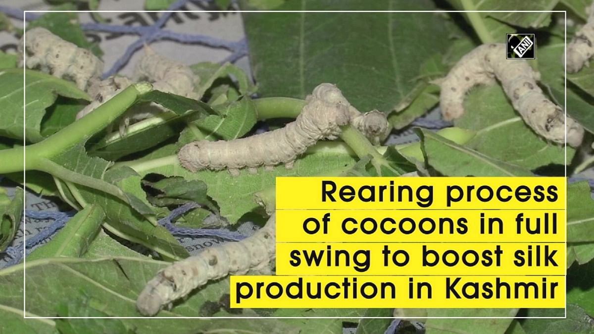 Rearing of cocoons for Kashmiri silk in full swing