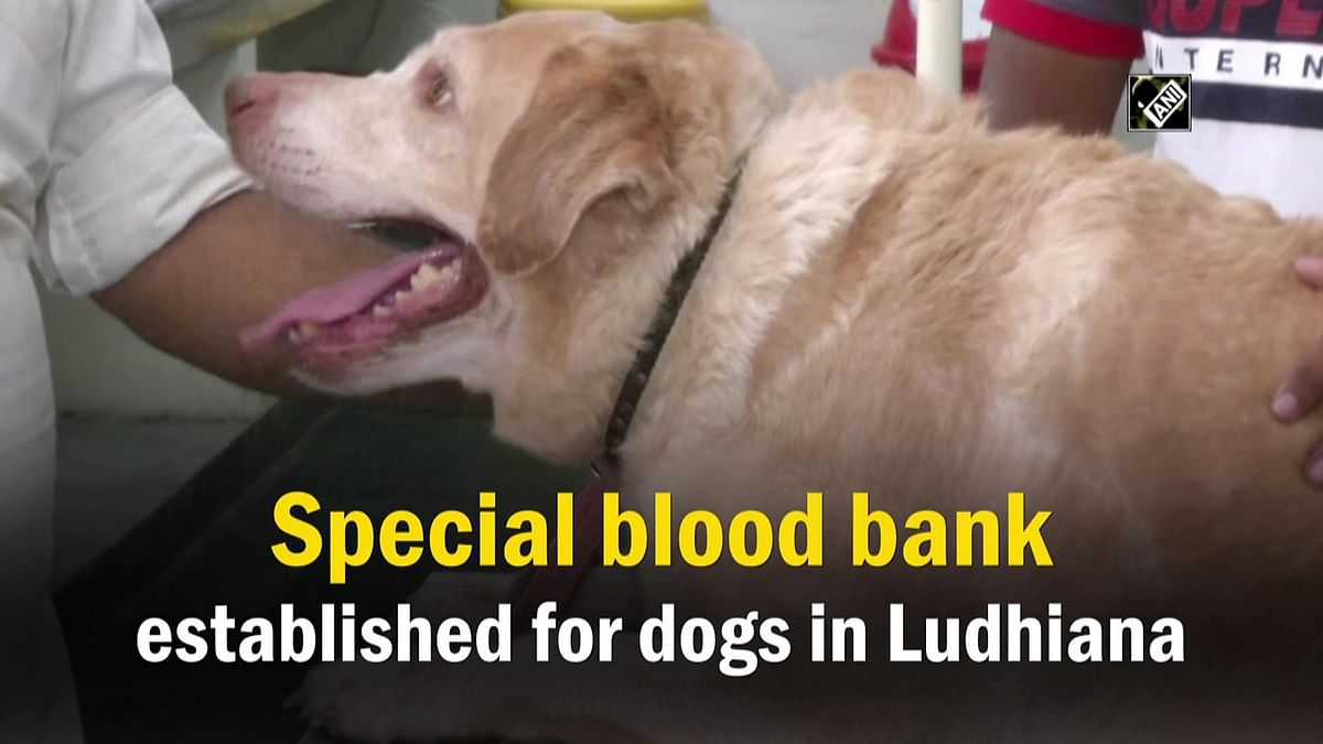 Special blood bank established for dogs in Ludhiana