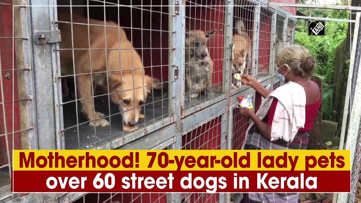 70-year-old lady pets over 60 street dogs in Kerala