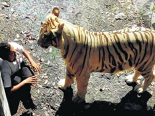 Maqsood is confronted by the white tiger after he fell into its enclosure at the Delhi Zoo on Tuesday. PTI Go to www.deccanherald.com for video