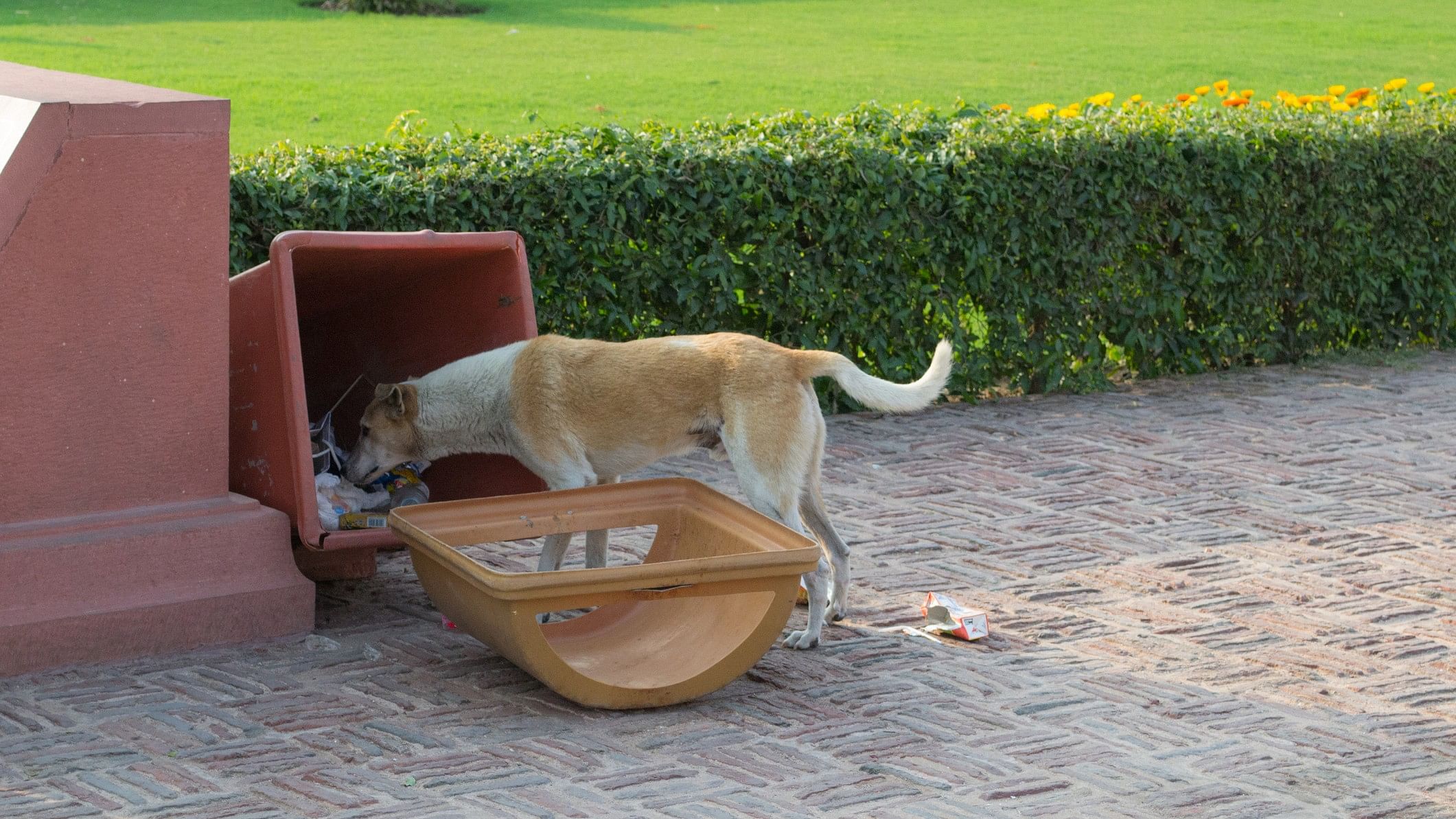 <div class="paragraphs"><p>Representative image of a dog eating trash.</p></div>