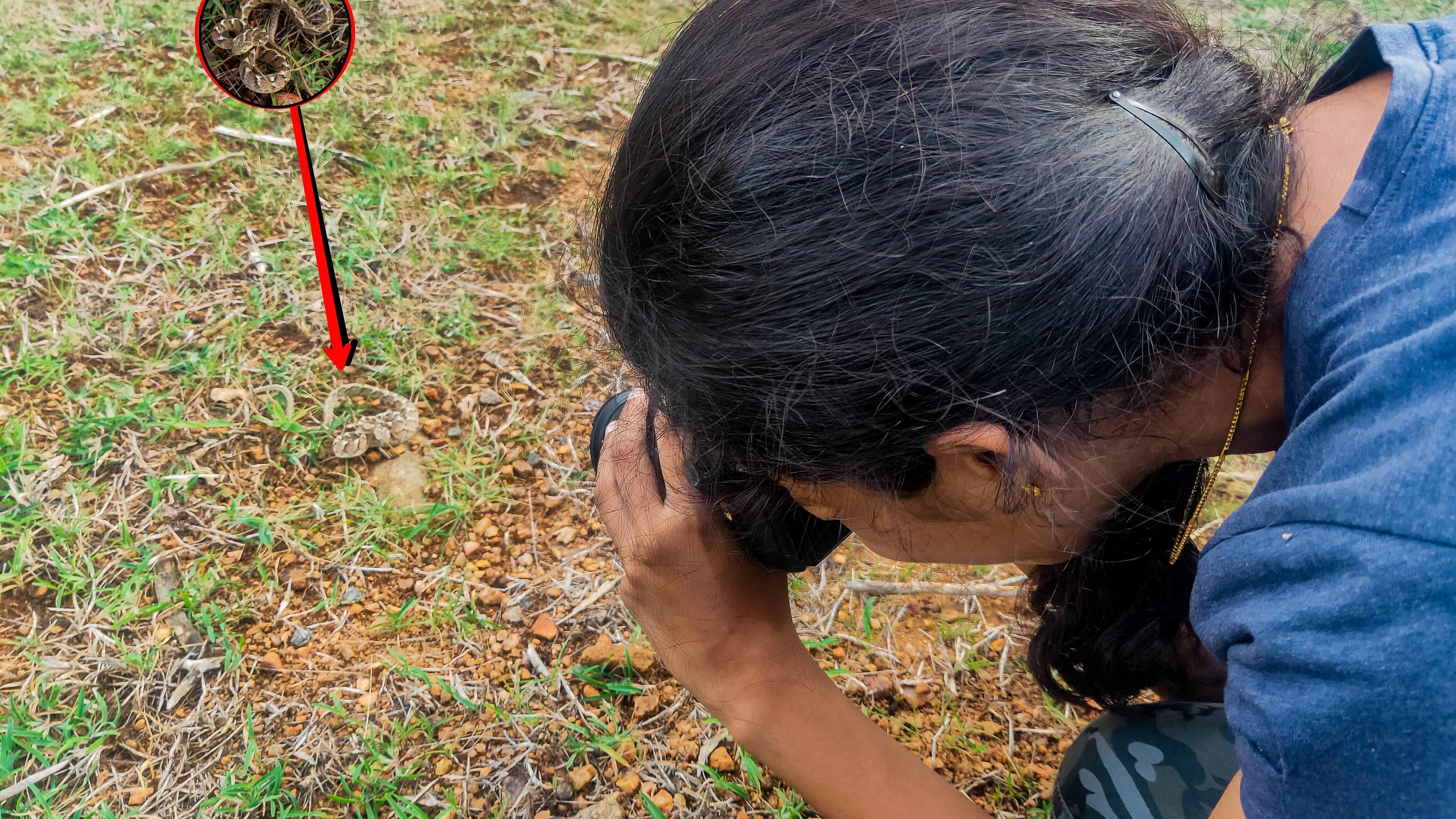 A herper spots and photographs a common cat snake in Sirsi.