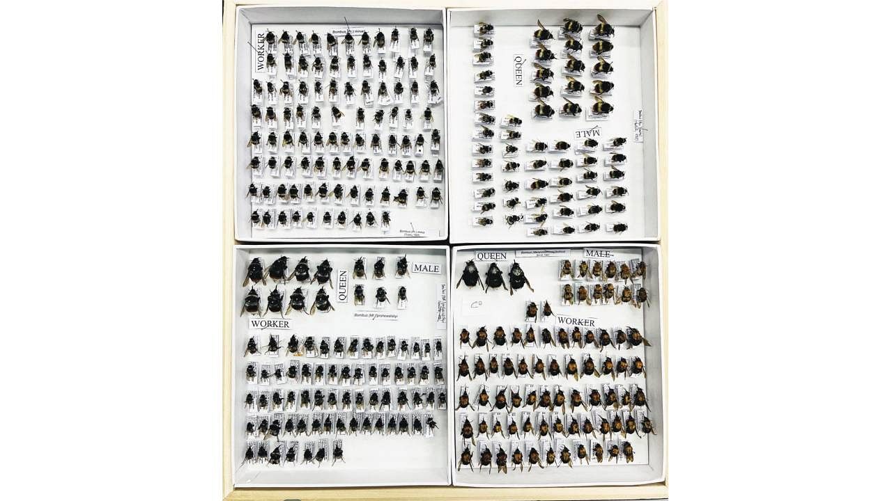 <div class="paragraphs"><p>Bumblebee (Bombus festivus) specimens from high-altitude regions of Arunachal Pradesh.</p></div>