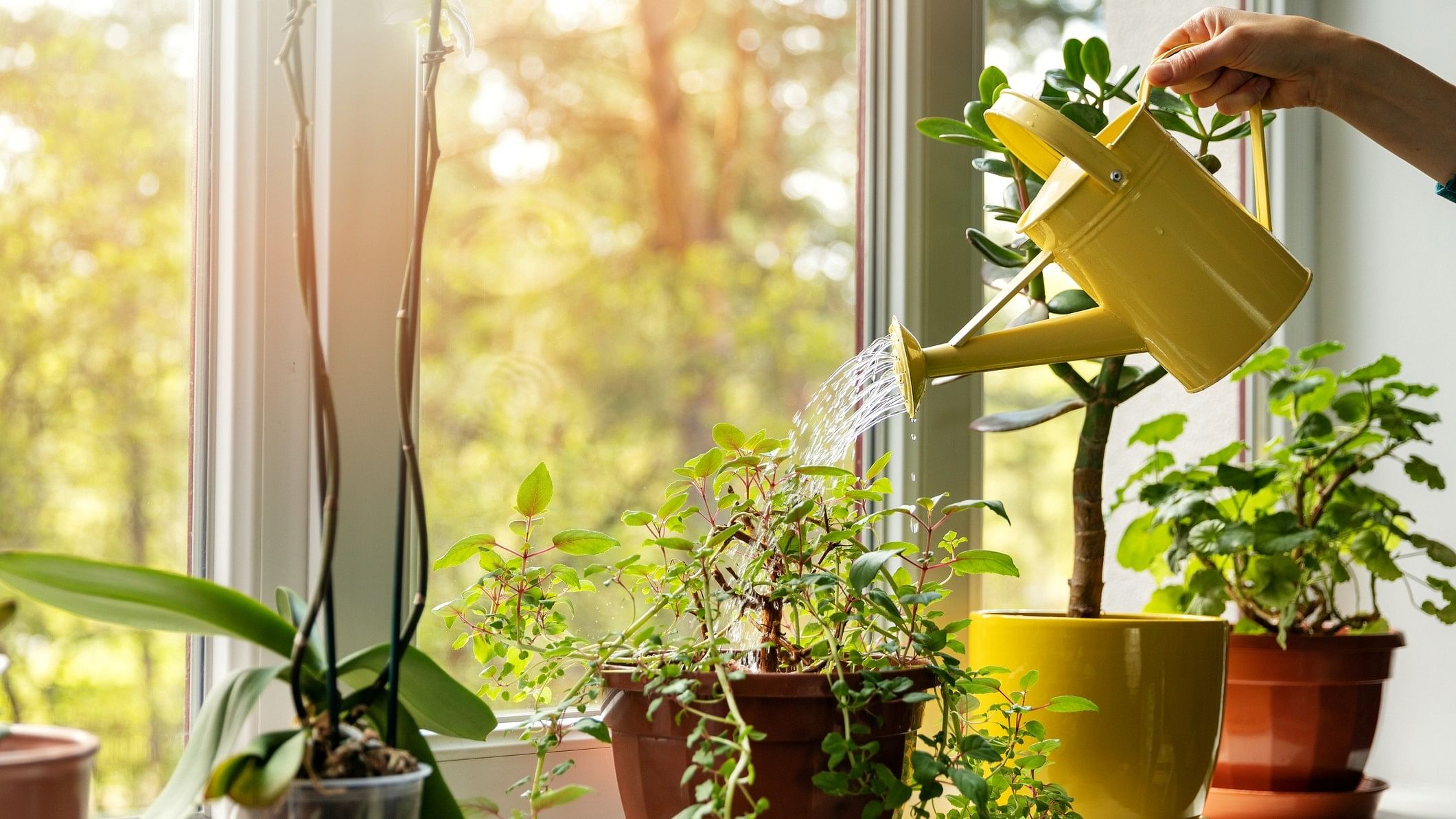 <div class="paragraphs"><p>Hand with water can watering indoor plants on windowsill gardening</p></div>