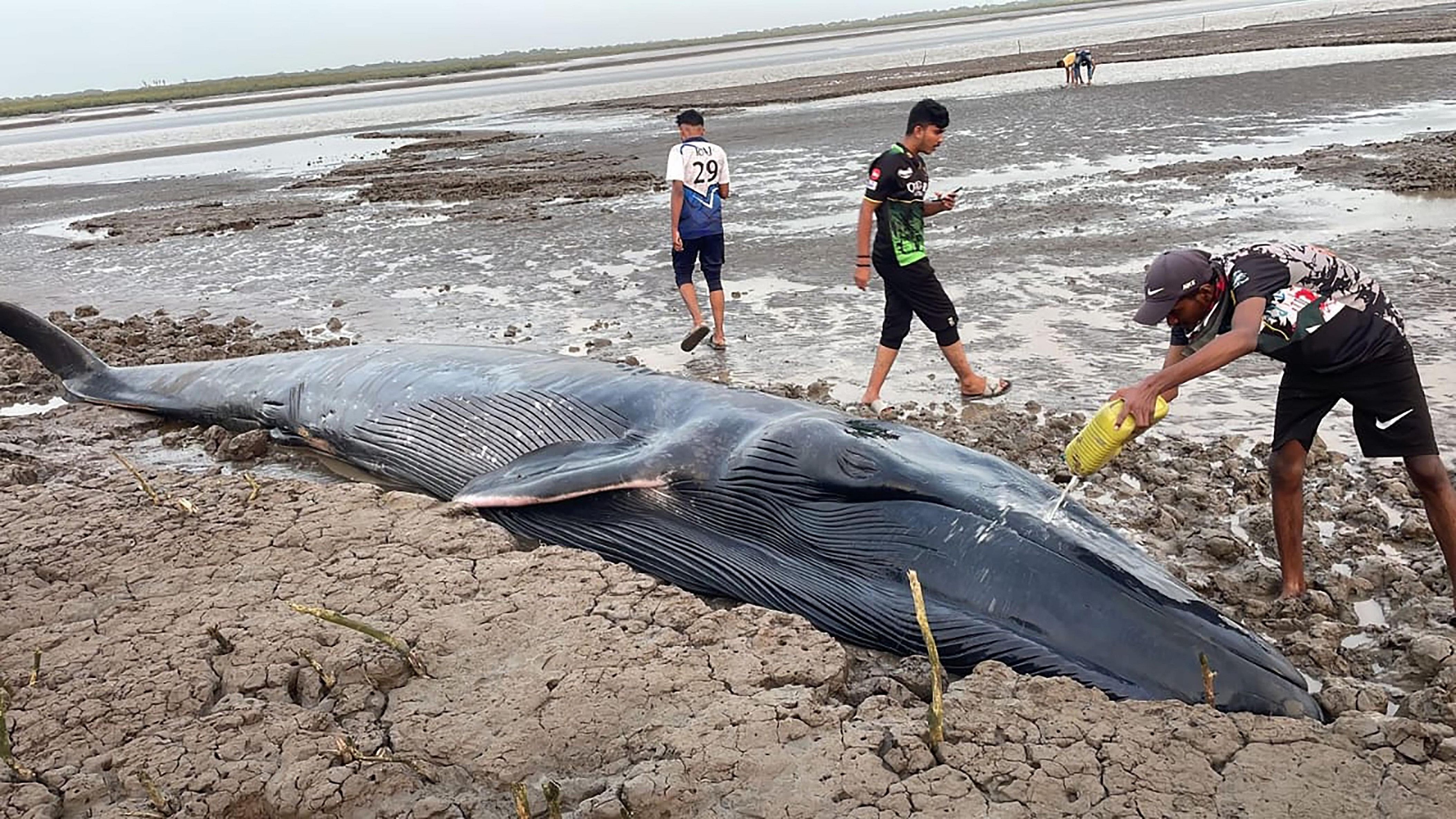 <div class="paragraphs"><p> A whale calf that was washed ashore off the Surat coast, Tuesday, Aug. 29, 2023.</p></div>