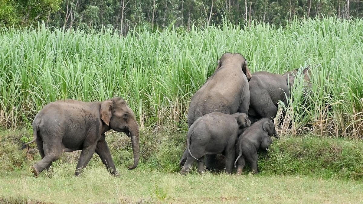 <div class="paragraphs"><p>Representative image of elephants in Karnataka.&nbsp;</p></div>