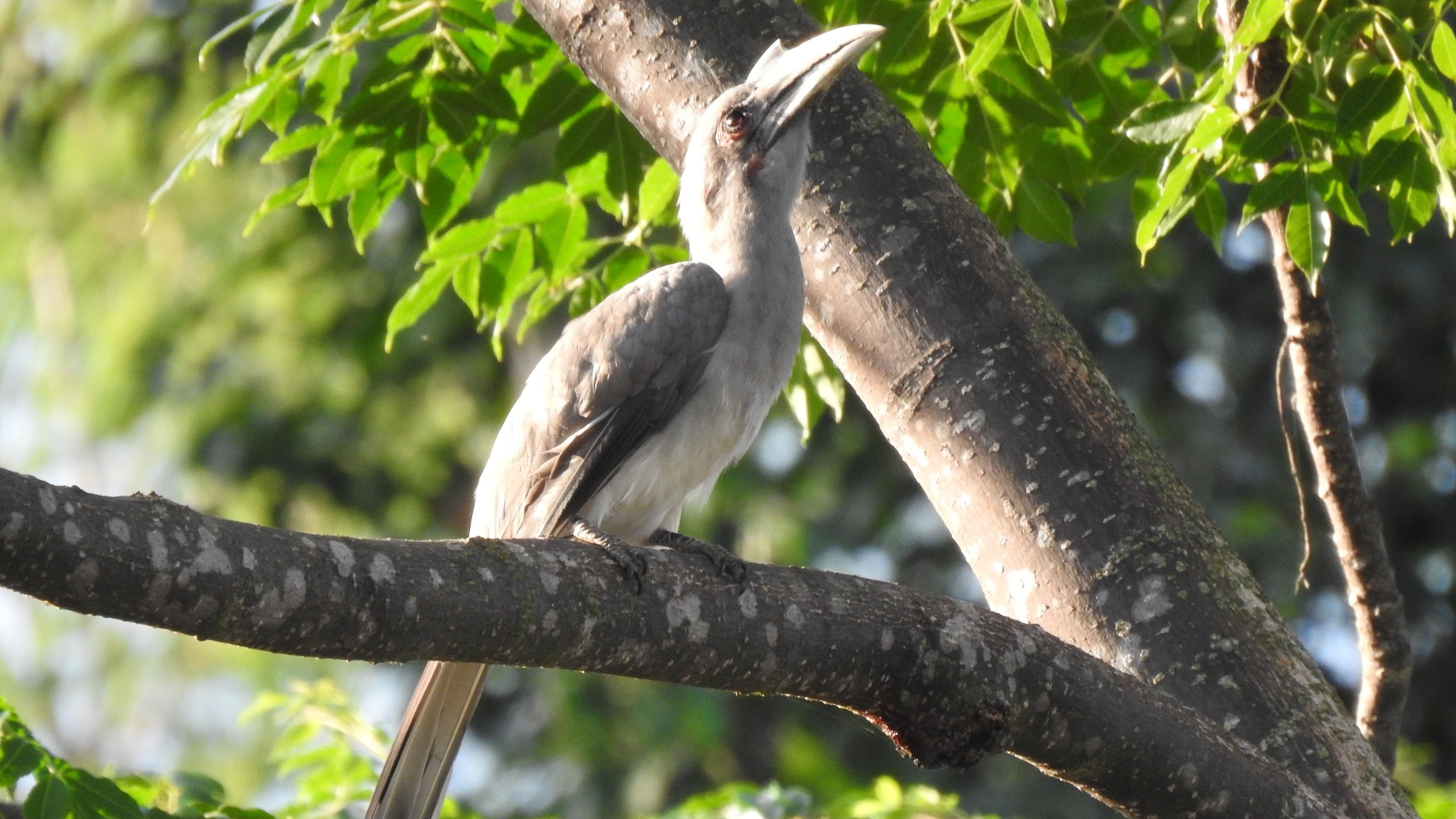 An Indian grey hornbill rests on a Malabar neem tree at Navilu Kaadu.