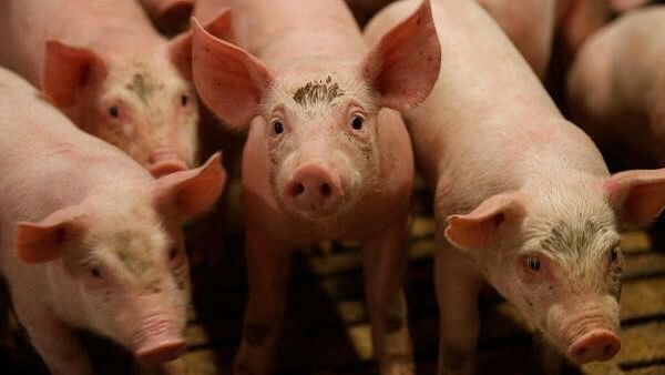 <div class="paragraphs"><p>Pigs seen in a pig farm.</p></div>