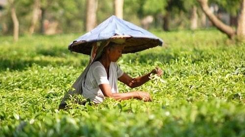 <div class="paragraphs"><p>A tea plantation.</p></div>